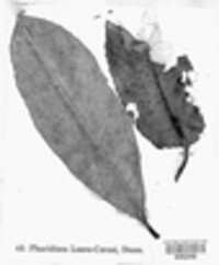 Phacidium laurocerasi image